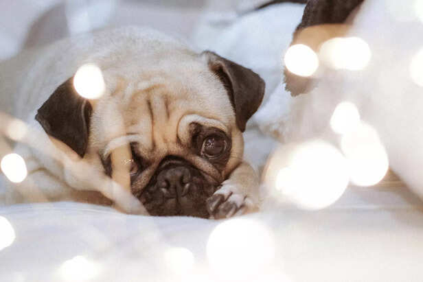 Adorable Pug – A Perfect 