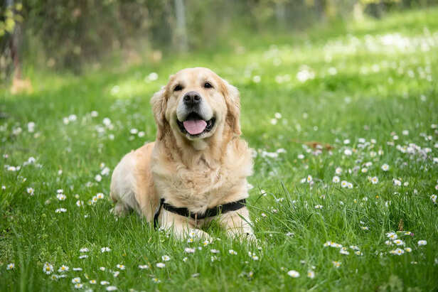 Golden Retriever – A Bund