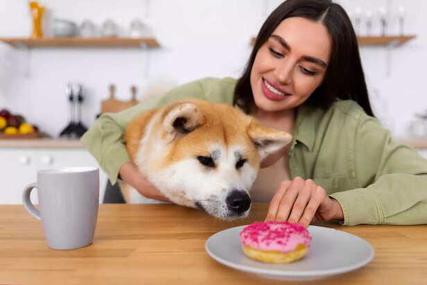 cachorro com comida humana