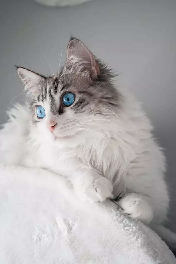 Breed Match for Introvert