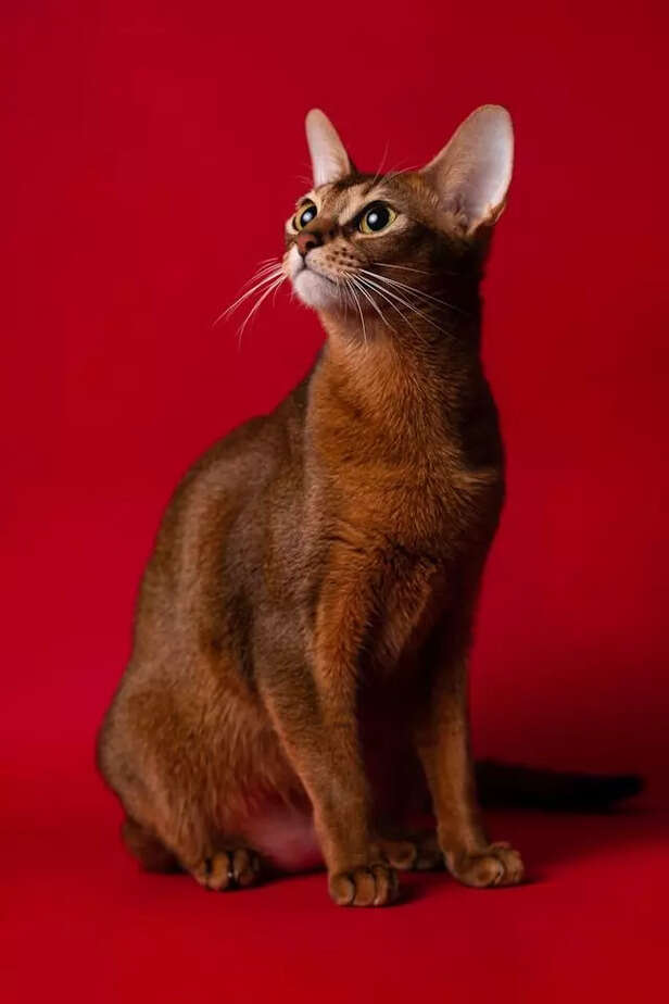 Free-Spirited Pet for Pla