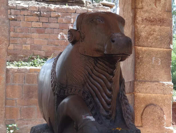 nandi the gentle worshipe