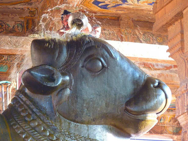 Meditation bull saga