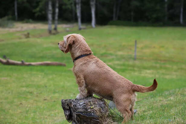 Adventure with Dog