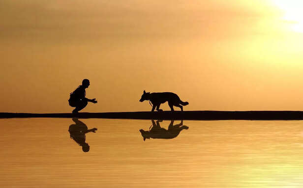 Dog real life stories