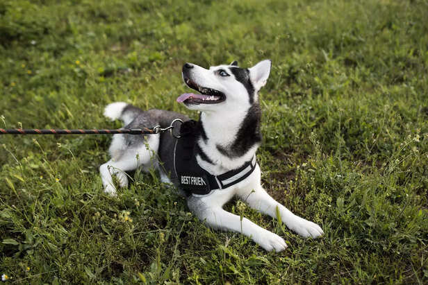 Dog leash