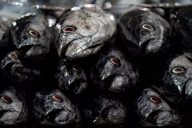 Overfishing and Exploitat