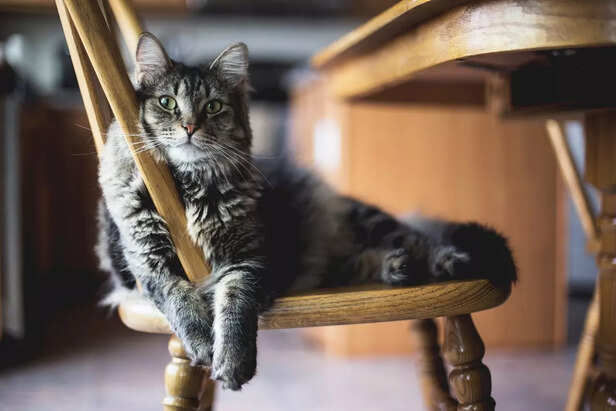 Pet proof Furniture
