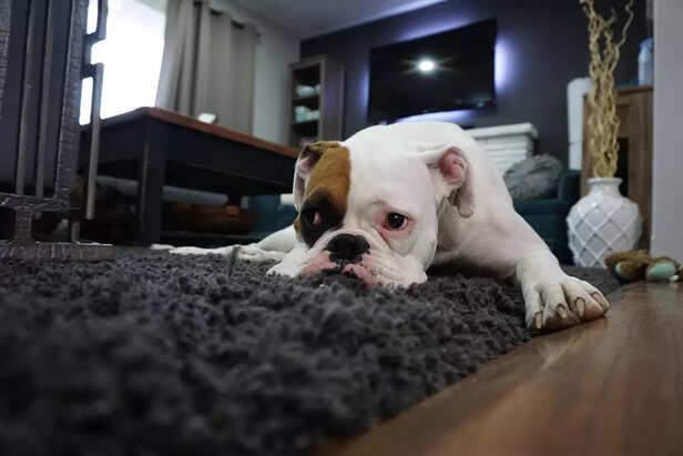 Dog on Rug