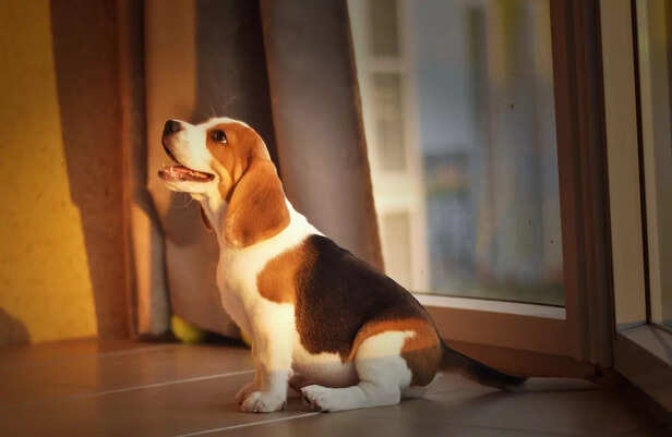 Dog's Comfort
