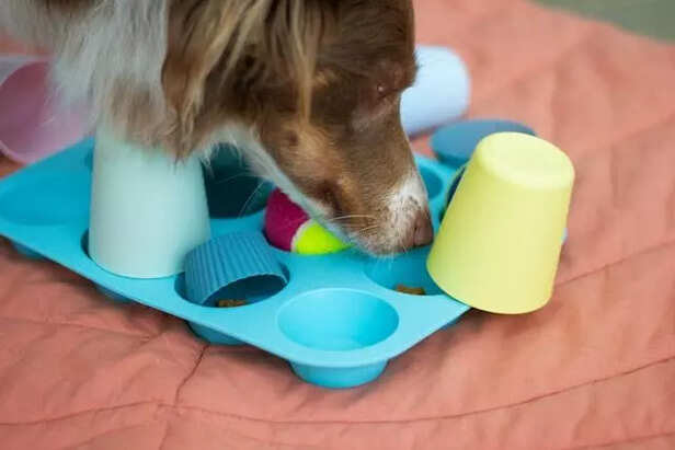 The Cup Challenge