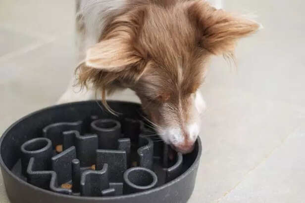 The Puzzle Feeder
