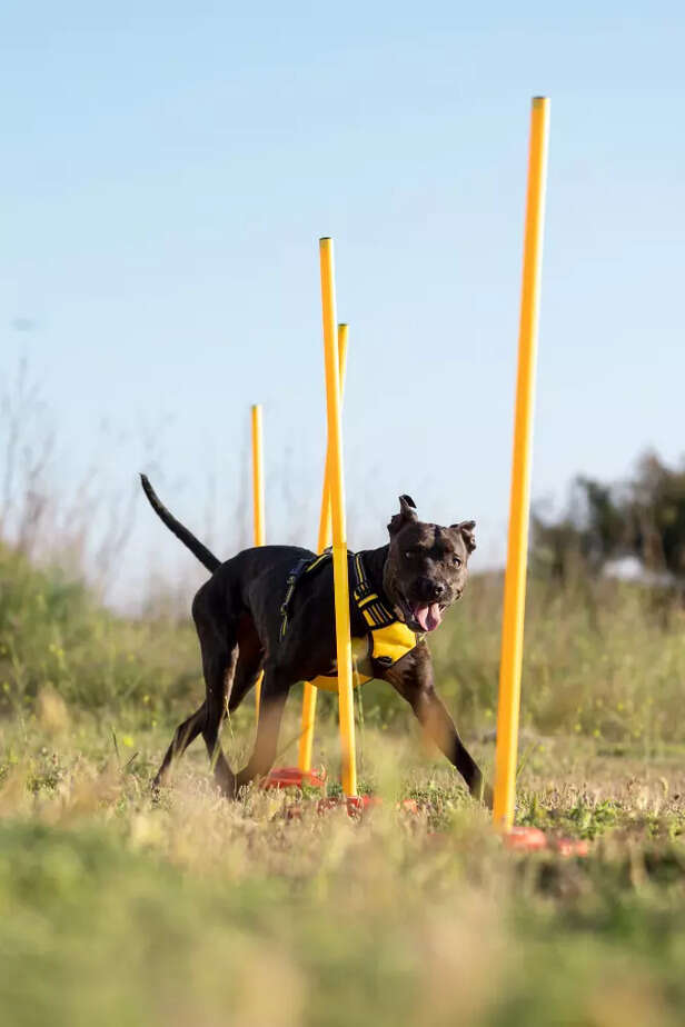 The Agility Weave Poles