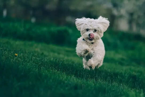 Fun Brain Games for Dogs