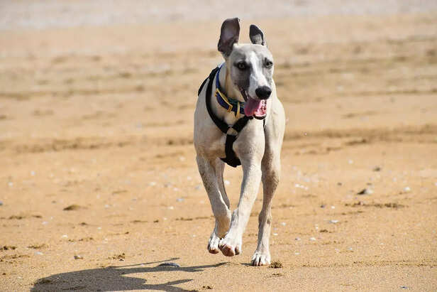greyhound