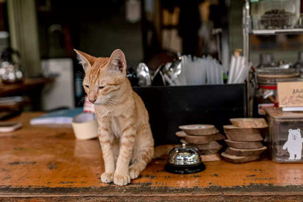 Foreign pet cafes