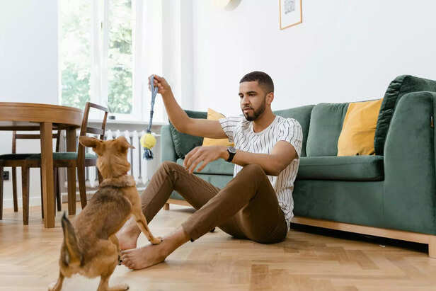 pet training
