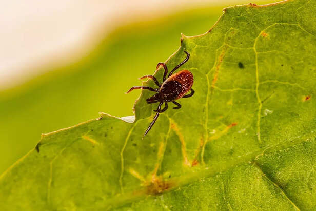 tick