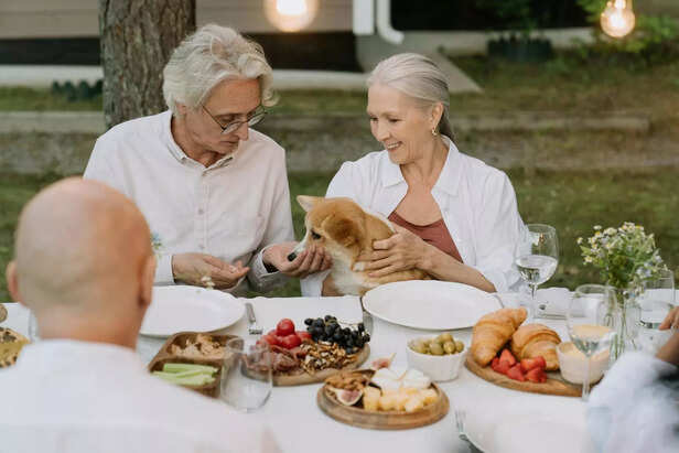 pet meals