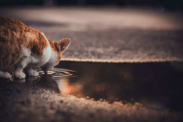 Cat Drinking from a Conta