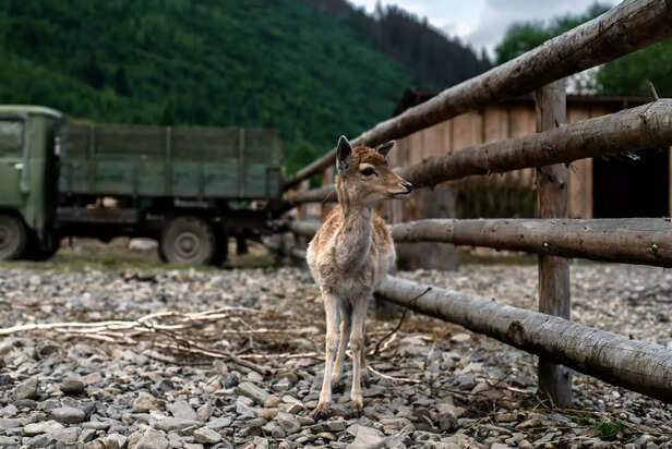 Young Deer Facing Habitat