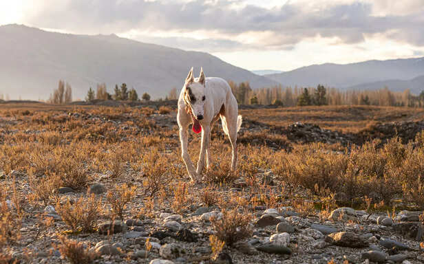 Dog Struggling in a Dry L