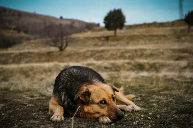 Dog Exhausted by Rising H