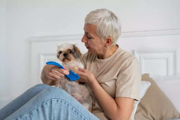 Dogs want routine