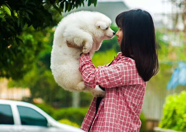 Dog Sense