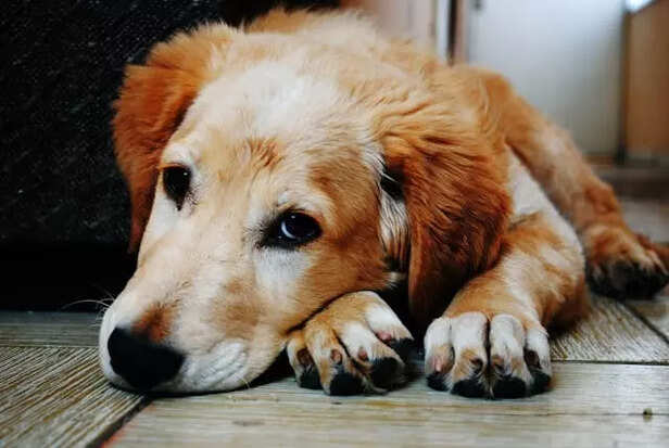 pets sense emotions
