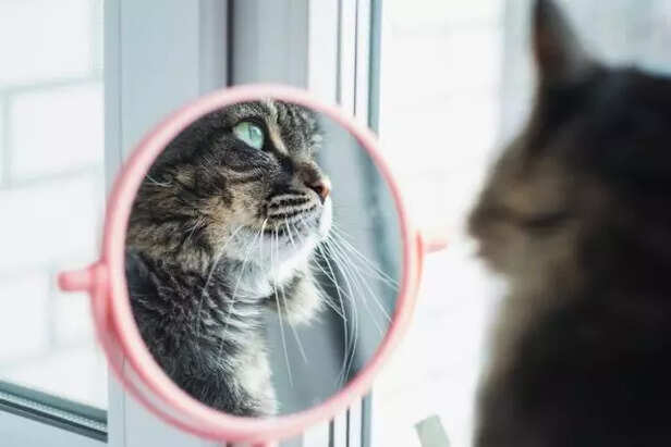 Cat's models look in mirr