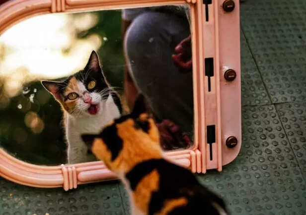 Pets' special way of seei