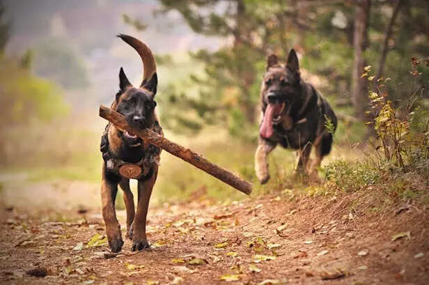 Dog's Quirky Habits