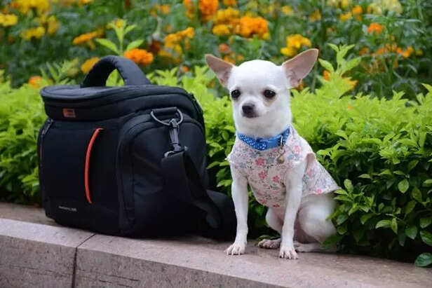 Pet backpack fashion tren