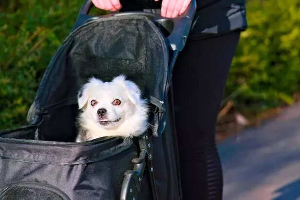 Pet safety