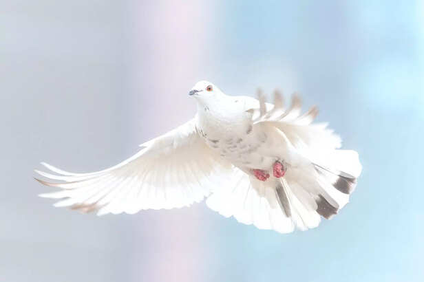 White Pigeon in Flight: A Timeless Symbol of Peace and Prosperity