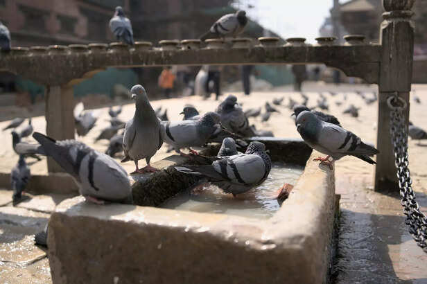 Health Risks of Pigeons: When Urban Birds Become a Concern