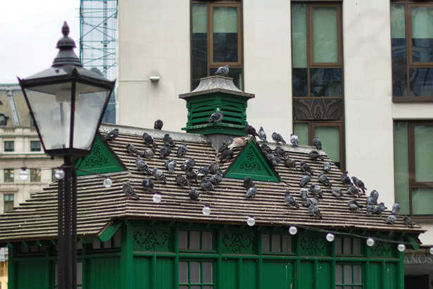Scientific View of Urban Pigeons: Adaptation and Coexistence