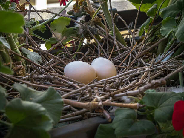 Pigeon Eggs on the Balcony: Symbol of Prosperity or Source of Concern?