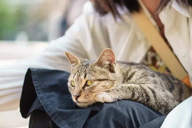 comfort and safety