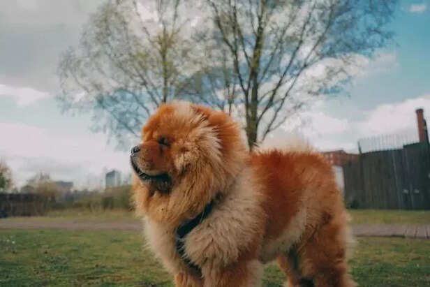 Chow Chow Dog