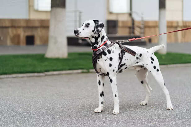 Alert Dalmatian