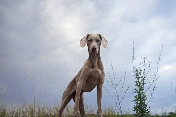 Weimaraner, A High-Energy Dog Breed That Can Be Intense