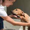 The Right Way to Welcome a Rescue Dog into Your Home
