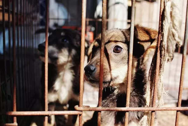 The Right Way to Welcome a Rescue Dog into Your Home