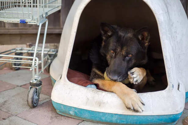 The Right Way to Welcome a Rescue Dog into Your Home