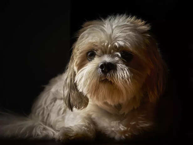 ​Shih Tzu