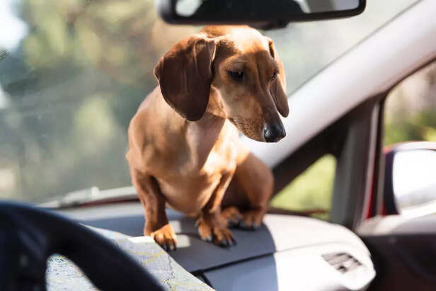 Dog Inside a Warm Car