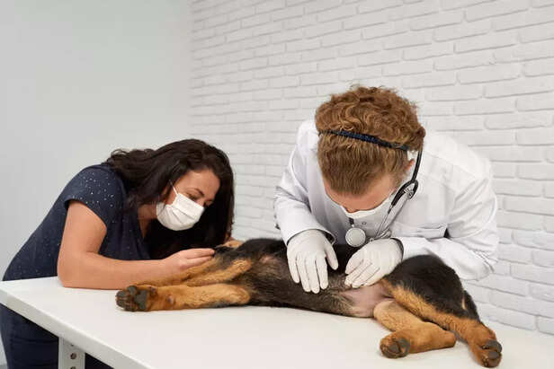 Veterinarian Treating a Dog with Heatstroke<br>
