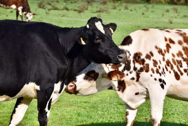 cow